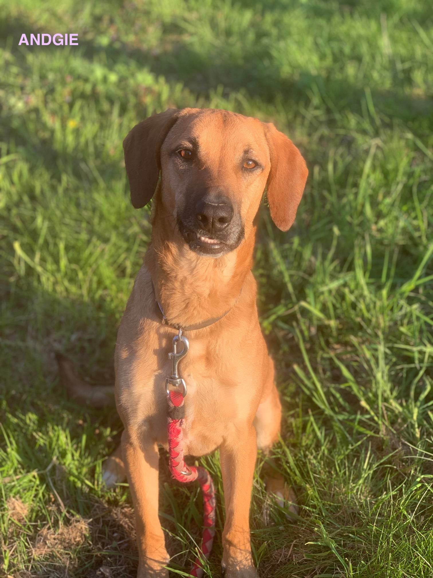 Andgie, chien femelle croisé créole non-lof
