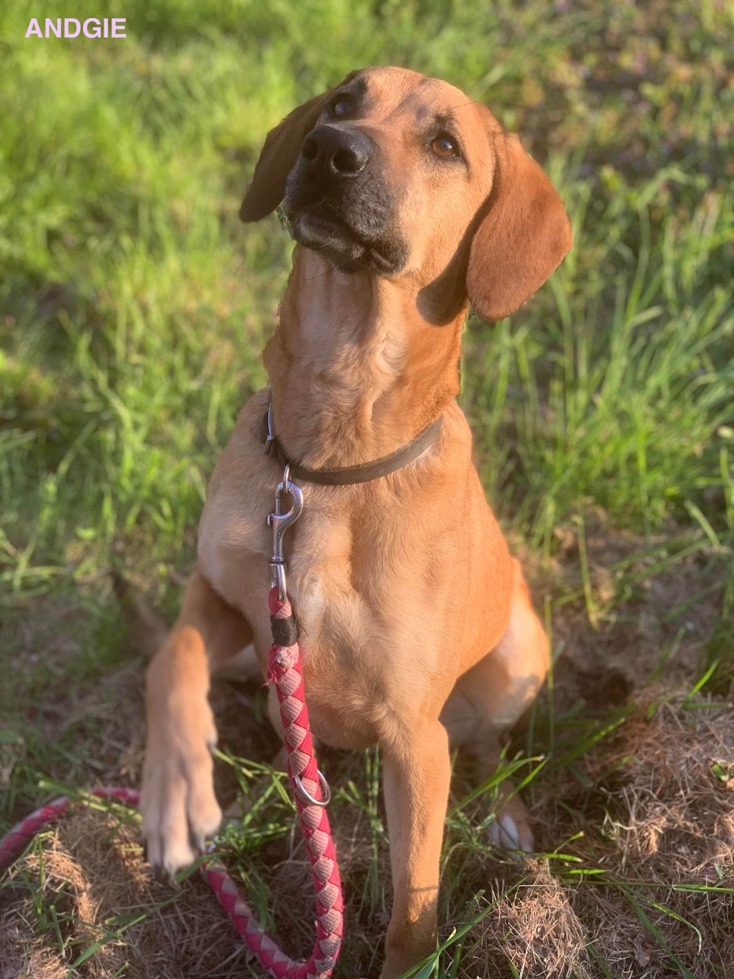 Andgie, chien femelle croisé créole non-lof