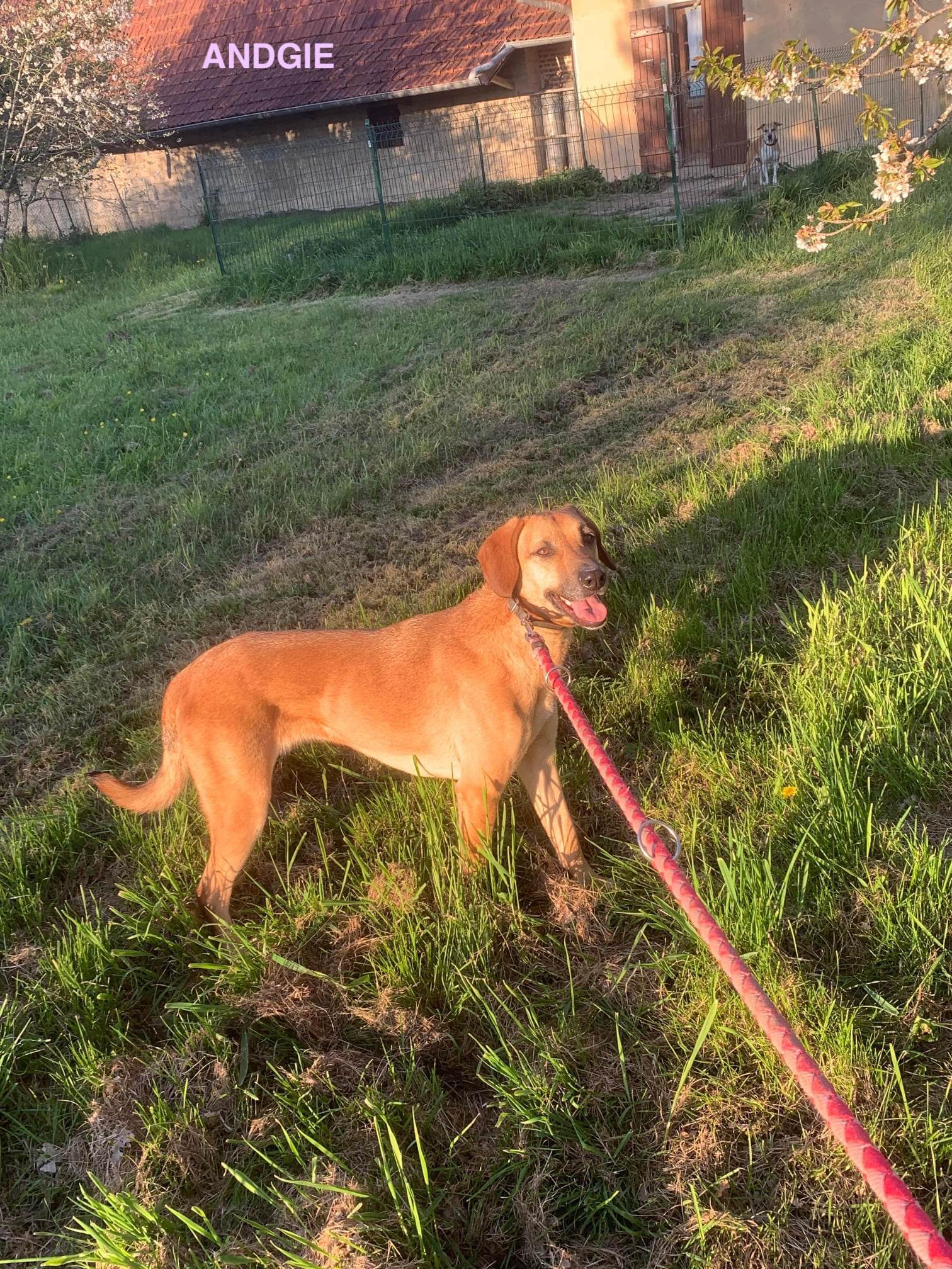 Andgie, chien femelle croisé créole non-lof