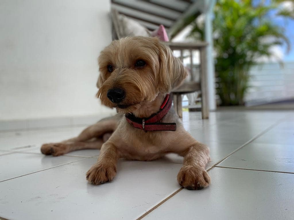 Maxwell, mâle croisé yorkshire, né le 06/11/2021 🐕 