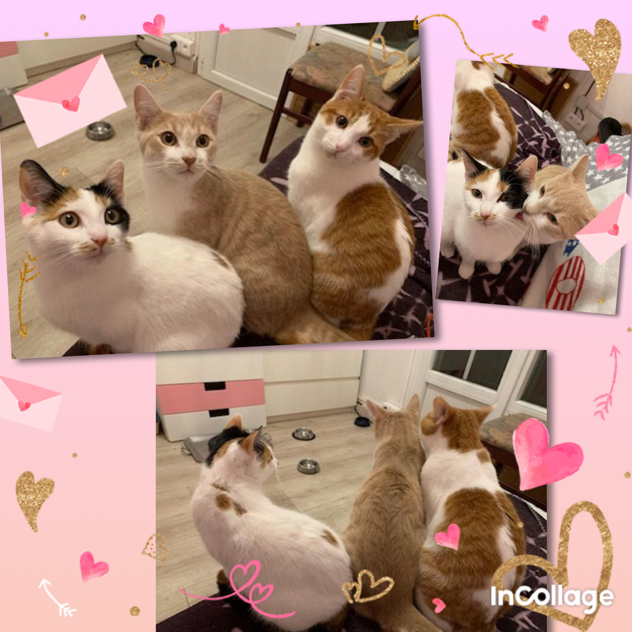 3 chatons magnifiques et gentils