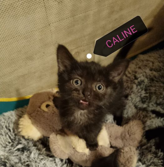 Câline