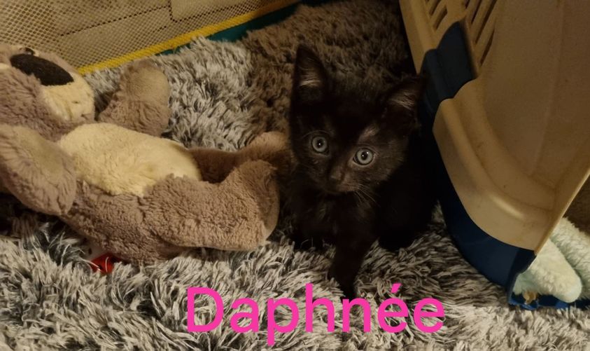 Daphnee