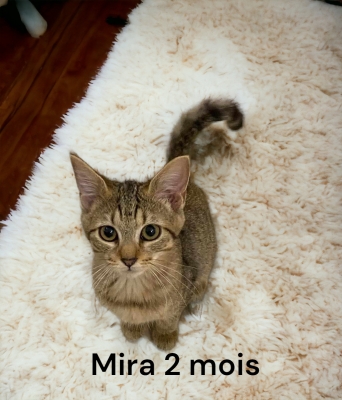 Mira