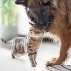 partner