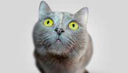 Better understand your pet's language